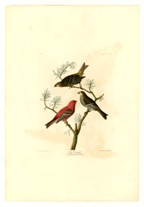 358 Pine Grosbeak