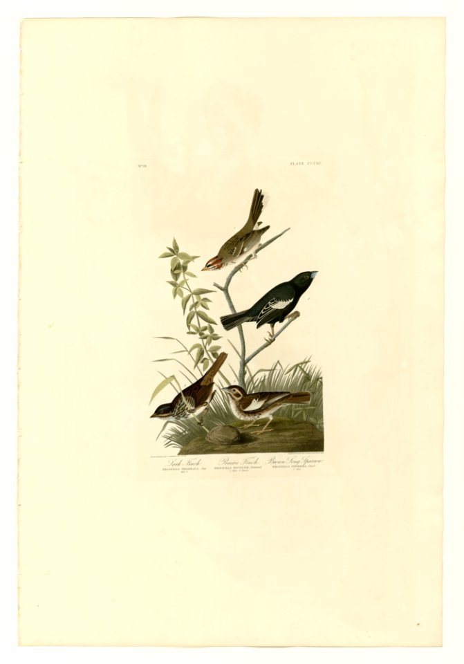 390 I. Lark Finch - 2. Prairie Finch - 3. Brown Song Sparrow