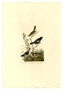 390 I. Lark Finch - 2. Prairie Finch - 3. Brown Song Sparrow