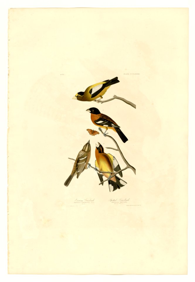 373 I. Evening Grosbeak - 2. Spotted Grosbeak