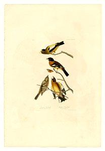 373 I. Evening Grosbeak - 2. Spotted Grosbeak