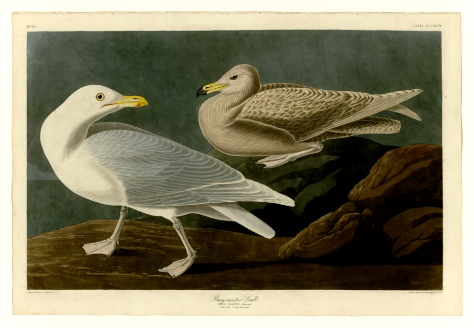 396 Burgomaster Gull