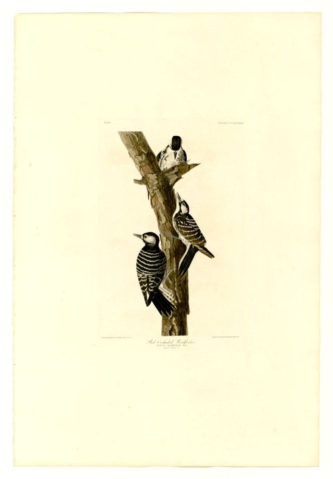 389 Red-Cockaded Woodpecker