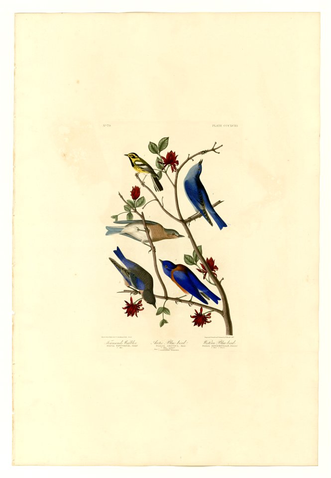 393 I. Townsend's Warbler - 2. Arctic Blue-bird - 3. Western Blue-bird