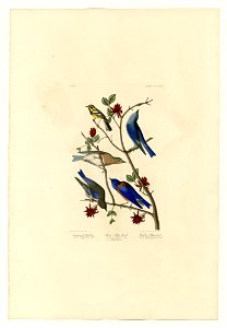 393 I. Townsend's Warbler - 2. Arctic Blue-bird - 3. Western Blue-bird