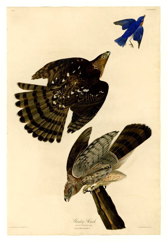 36 Stanley Hawk