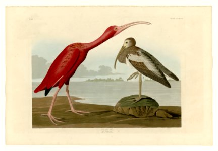 397 Scarlet Ibis. Free illustration for personal and commercial use.