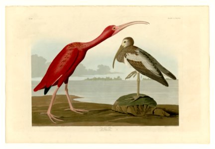 397 Scarlet Ibis