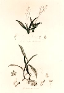 39a Ionopsis utricularioides 39b Sarcanthus rostratus - John Lindley - Collectanea botanica (1821)