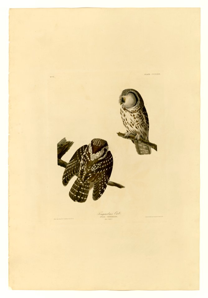 380 Tengmalm's Owl