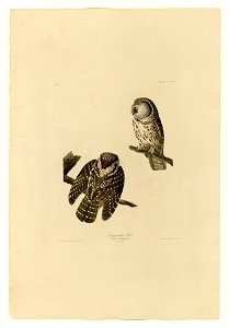 380 Tengmalm's Owl
