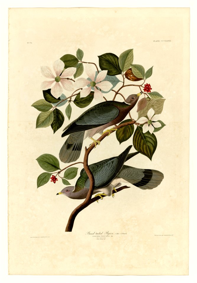 367 Band-tailed Pigeon