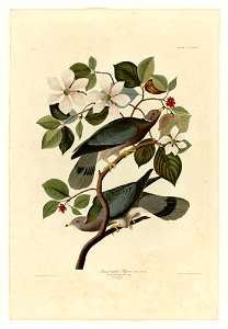 367 Band-tailed Pigeon