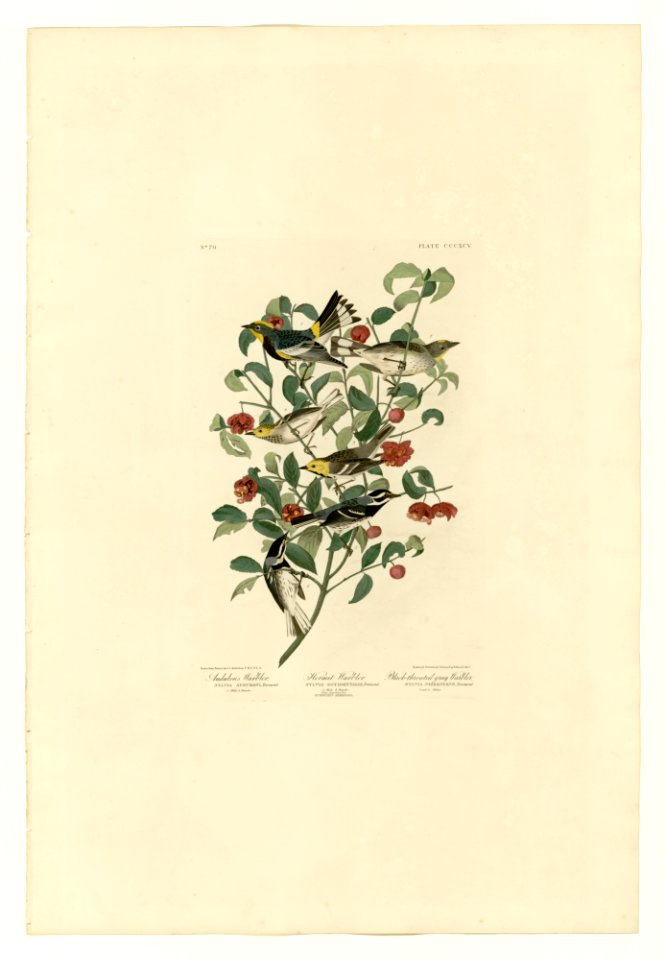 395 I. Audubon's Warbler - 2. Hermit Warbler - 3. Black-throated gray Warbler