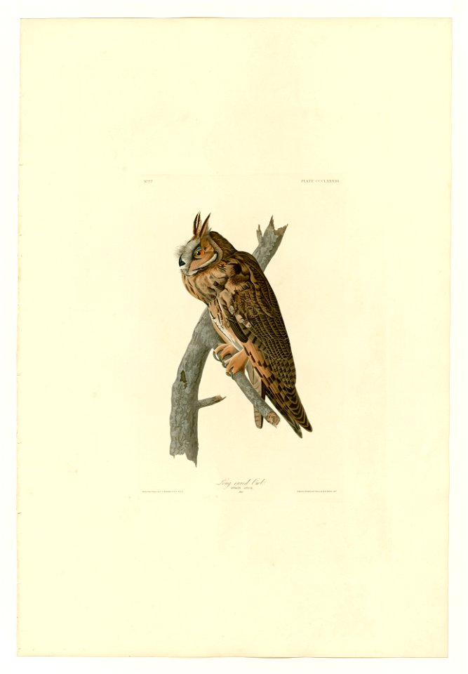 383 Long-eared Owl