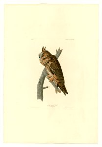 383 Long-eared Owl