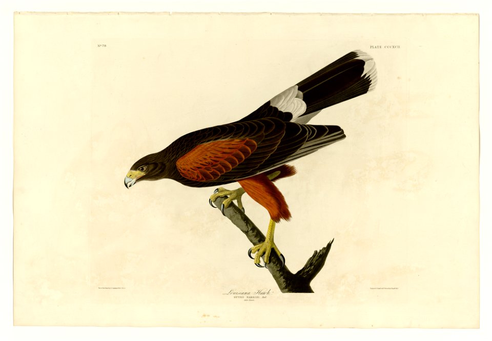 392 Louisiana Hawk
