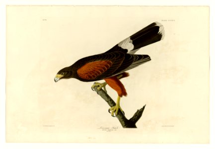 392 Louisiana Hawk
