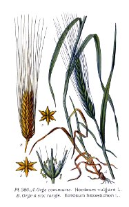 386 Hordeum vulgare L., H. hexastichon L