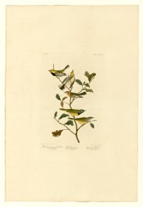 399 I. Black-throated green Warbler - 2. Blackburnian - 3. Mourning Warbler