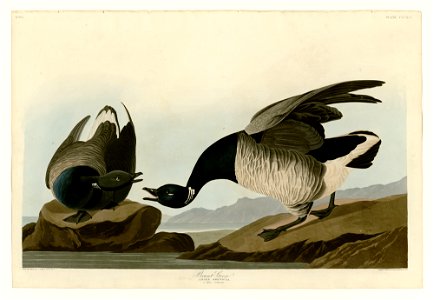391 Brant Goose