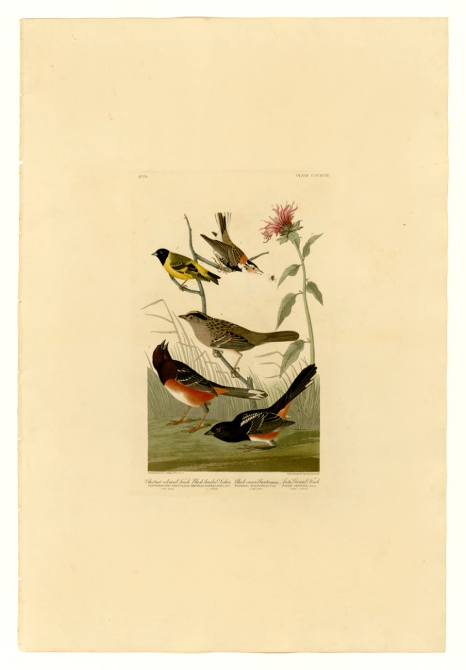 394 I. Chestnut-coloured Finch - 2. Black-headed Siskin - 3. Black crown Bunting - 4. Arctic Ground Finch