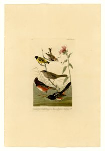 394 I. Chestnut-coloured Finch - 2. Black-headed Siskin - 3. Black crown Bunting - 4. Arctic Ground Finch