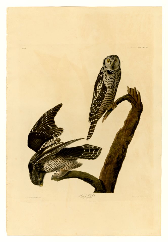 378 Hawk Owl