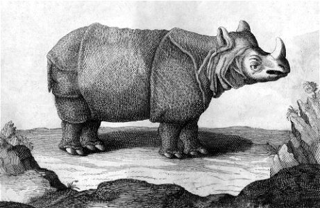 38 Chardin Rhinoceros in Iran 1670s. Free illustration for personal and commercial use.