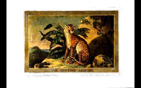 4, Hunting Leopard, Charles Catton's Animals (1788)