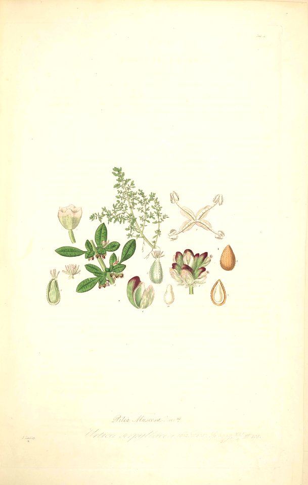 4 Pilea muscosa - John Lindley - Collectanea botanica (1821)