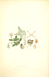 4 Pilea muscosa - John Lindley - Collectanea botanica (1821)