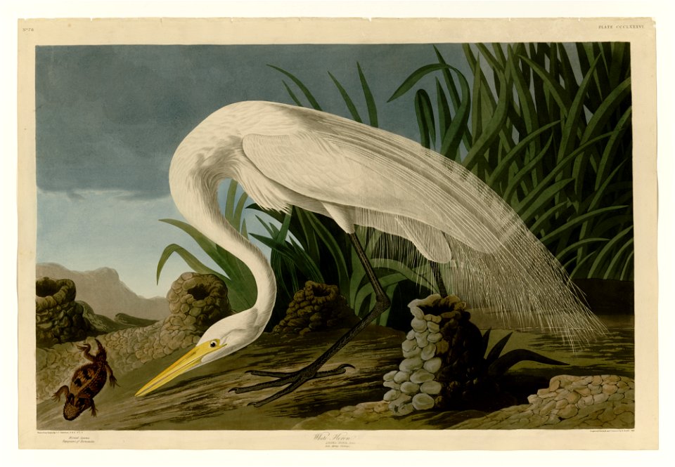 386 White Heron