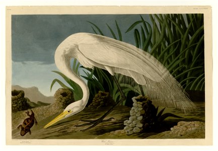 386 White Heron