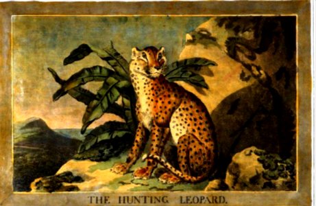 4, Hunting Leopard, Charles Catton's Animals (1788) (cropped)