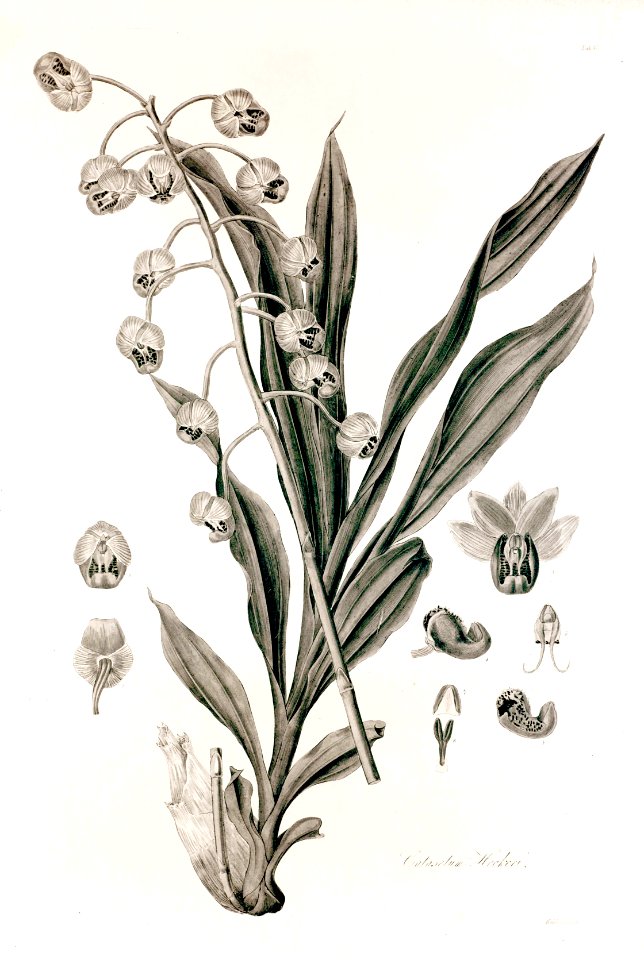 40 Catasetum hookeri - John Lindley - Collectanea botanica (1821)