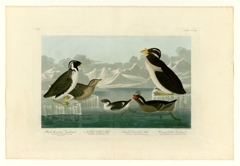 402 I. Black-throated Guillemot - 2. Nobbed-billed Auk - 3. Curled-crested Auk - 4. Horned-billed Guillemot