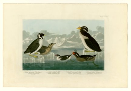 402 I. Black-throated Guillemot - 2. Nobbed-billed Auk - 3. Curled-crested Auk - 4. Horned-billed Guillemot