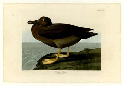 407 Dusky Albatros