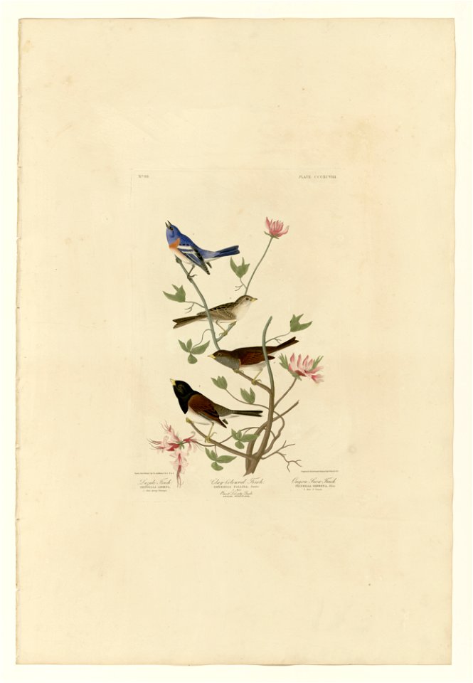 398 I. Lazuli Finch - 2. Clay-coloured Finch - 3. Oregon Snow Finch