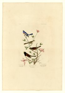 398 I. Lazuli Finch - 2. Clay-coloured Finch - 3. Oregon Snow Finch