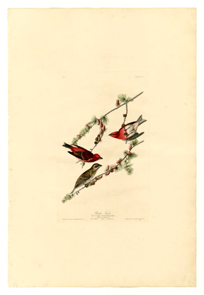 4 Purple Finch
