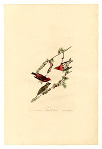 4 Purple Finch