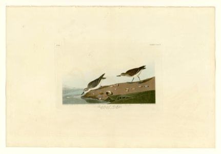 405 Semipalmated Sandpiper