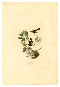 40 American Redstart