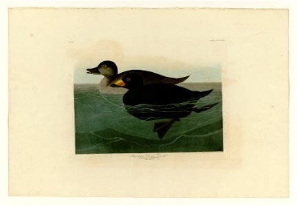 408 American Scoter Duc. Free illustration for personal and commercial use.