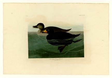 408 American Scoter Duc