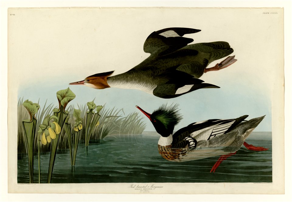 401 Red-breasted Merganser