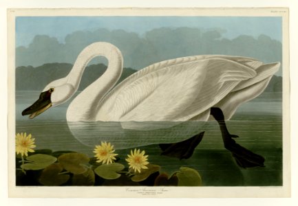 411 Common American Swan