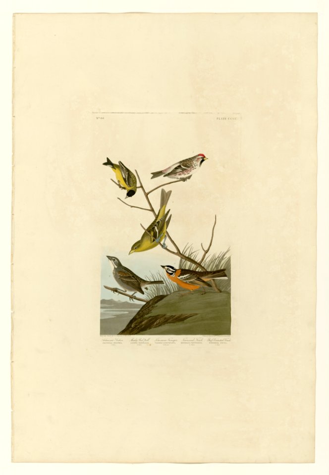400 I. Arkansaw Siskin - 2. Mealy Red-poll - 3. Louisiana Tanager - 4.Townsend's Finch - 5. Buff-breasted Finch